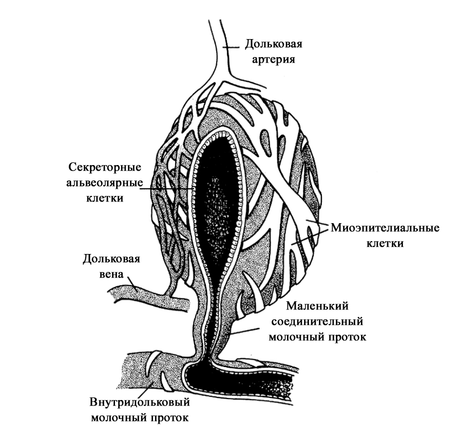 Реферат: Гомеостаз беременной женщины Молочная железа